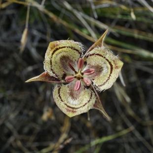 Calochortus tiburonensis